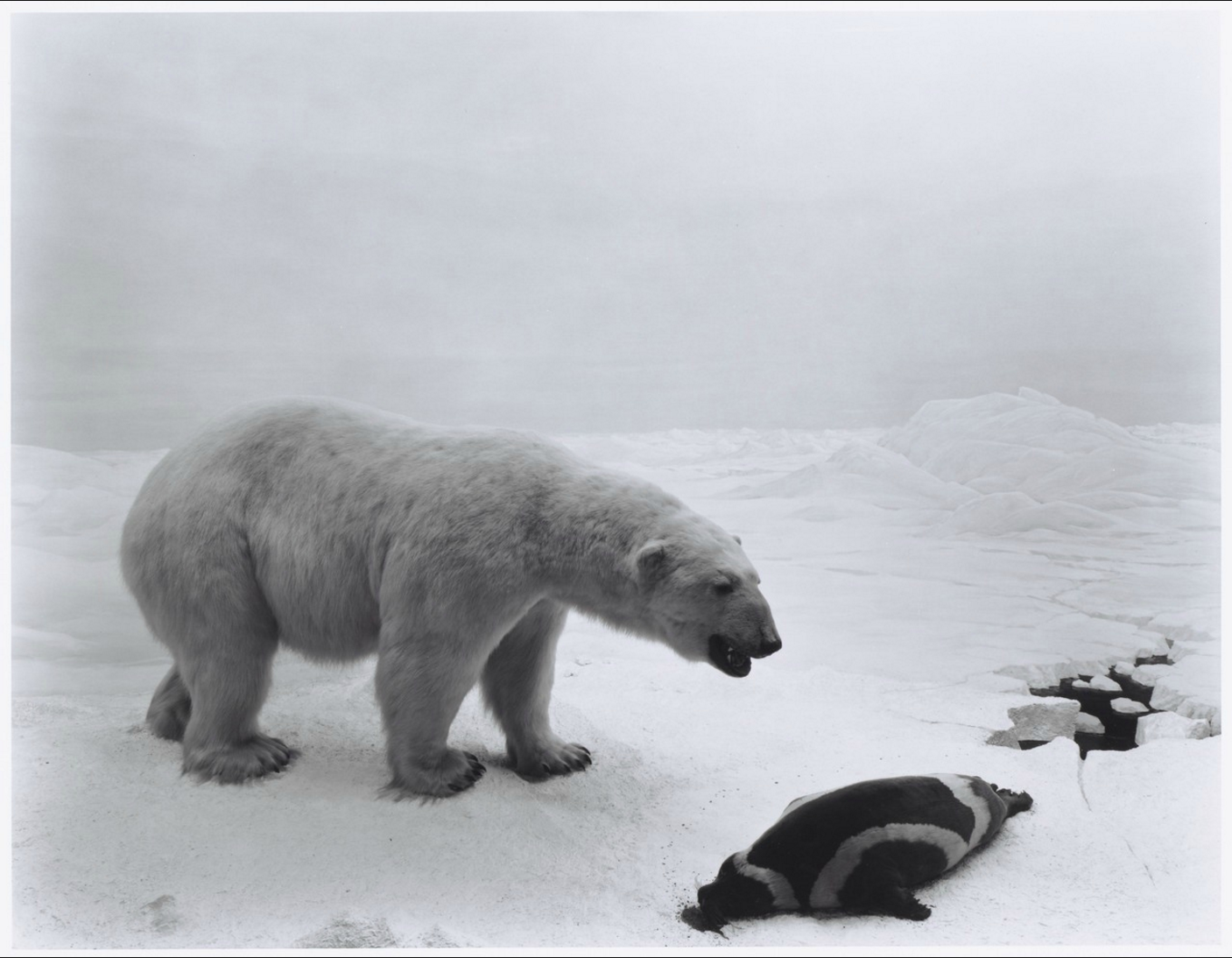 Polar Bear [Hiroshi Sugimoto] | Sartle - Rogue Art History