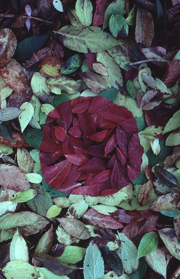 Andy Goldwworthy Elder Leaf Patch, Cumbria 1983